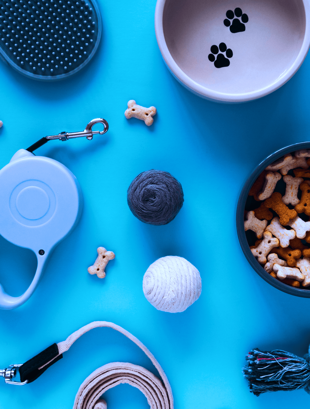 Imagem de um cachorro